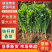 中叶铁杆青香菜量大从优规格齐全对接市场档口商超欢迎来电