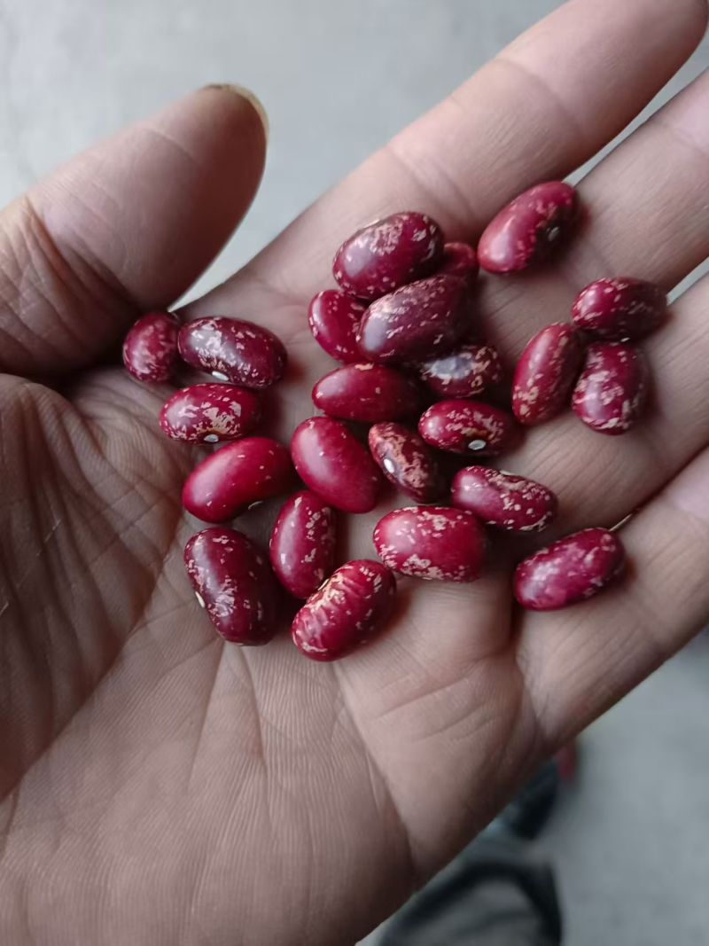 精品芸豆，大量新鲜现货速发，保质保量欢迎选购