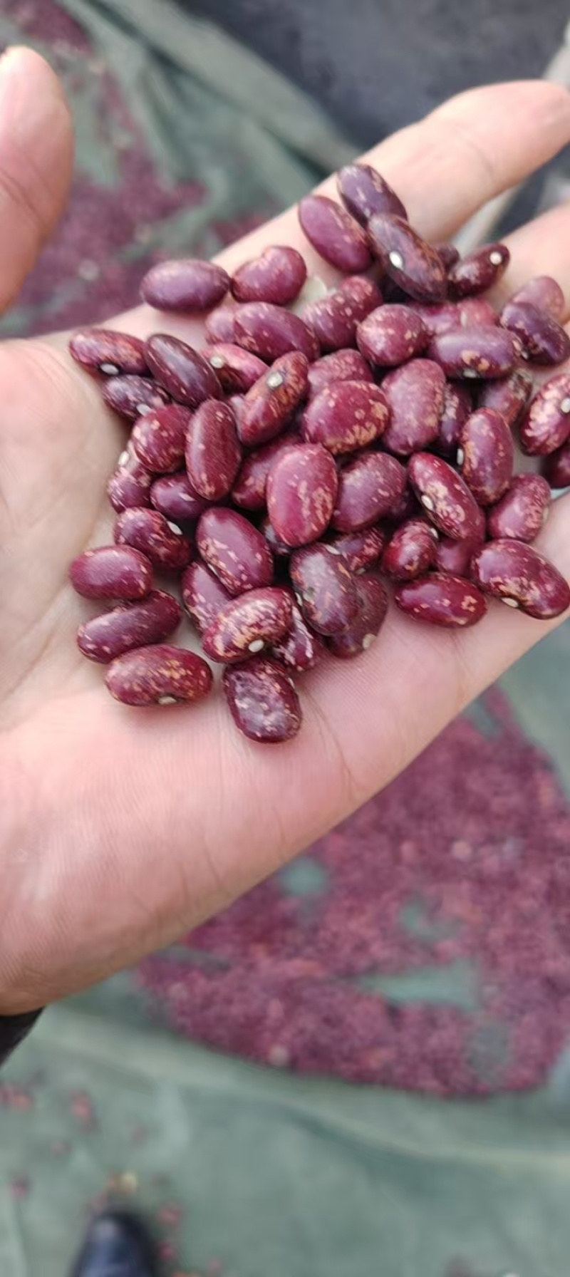 精品芸豆，大量新鲜现货速发，保质保量欢迎选购