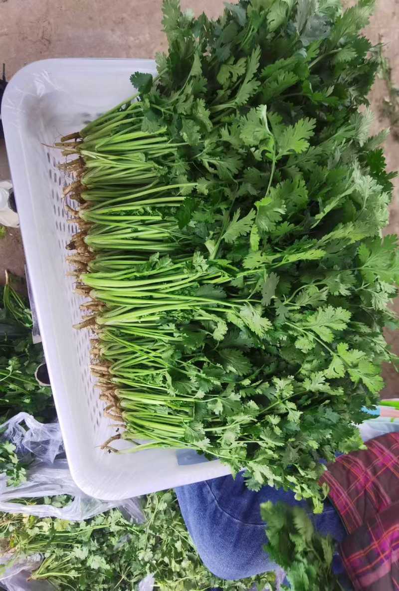 铁杆青香菜大量供应中对接市场档口商超一条龙服务欢迎来电