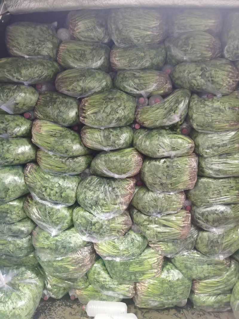 河北铁杆青香菜大量上市了对接市场档口商超量大从优规格齐全