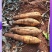 广西葛根自家种植基地量大价优保证质量