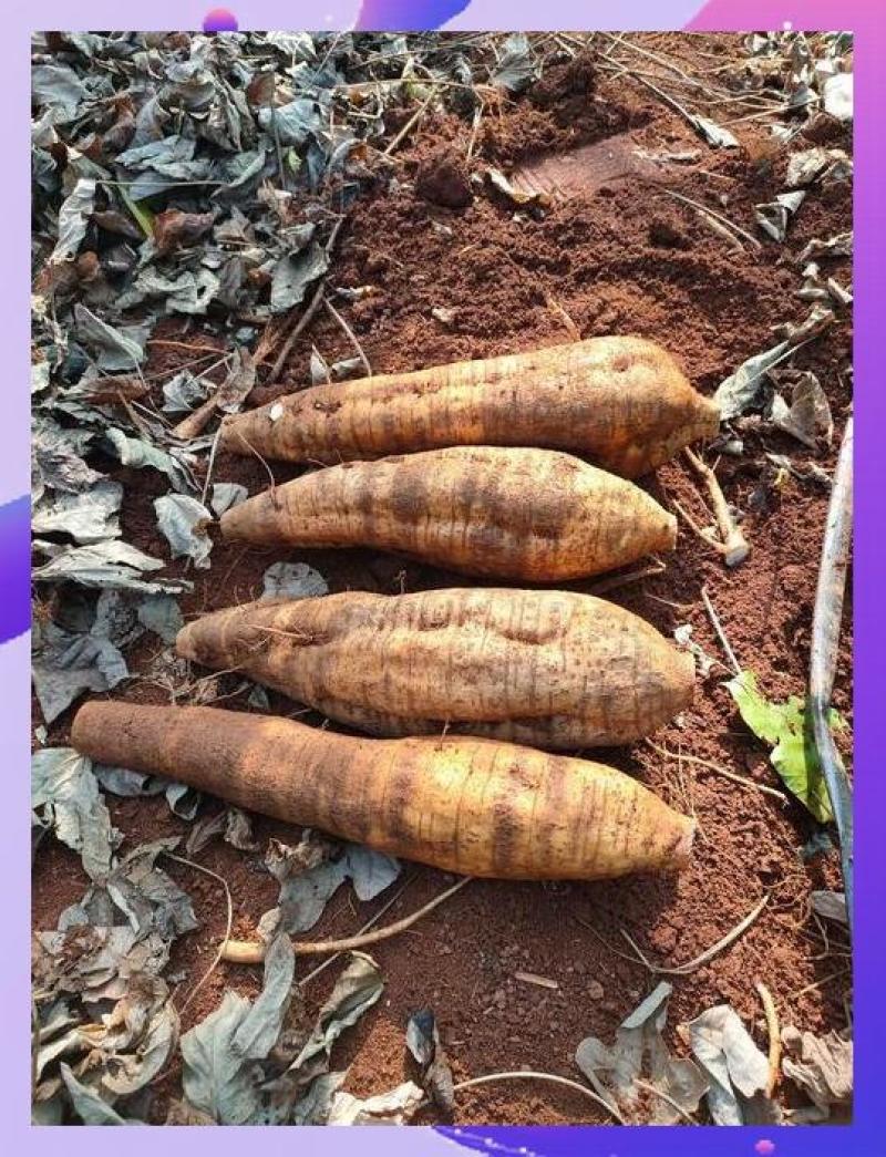 广西葛根自家种植基地量大价优保证质量