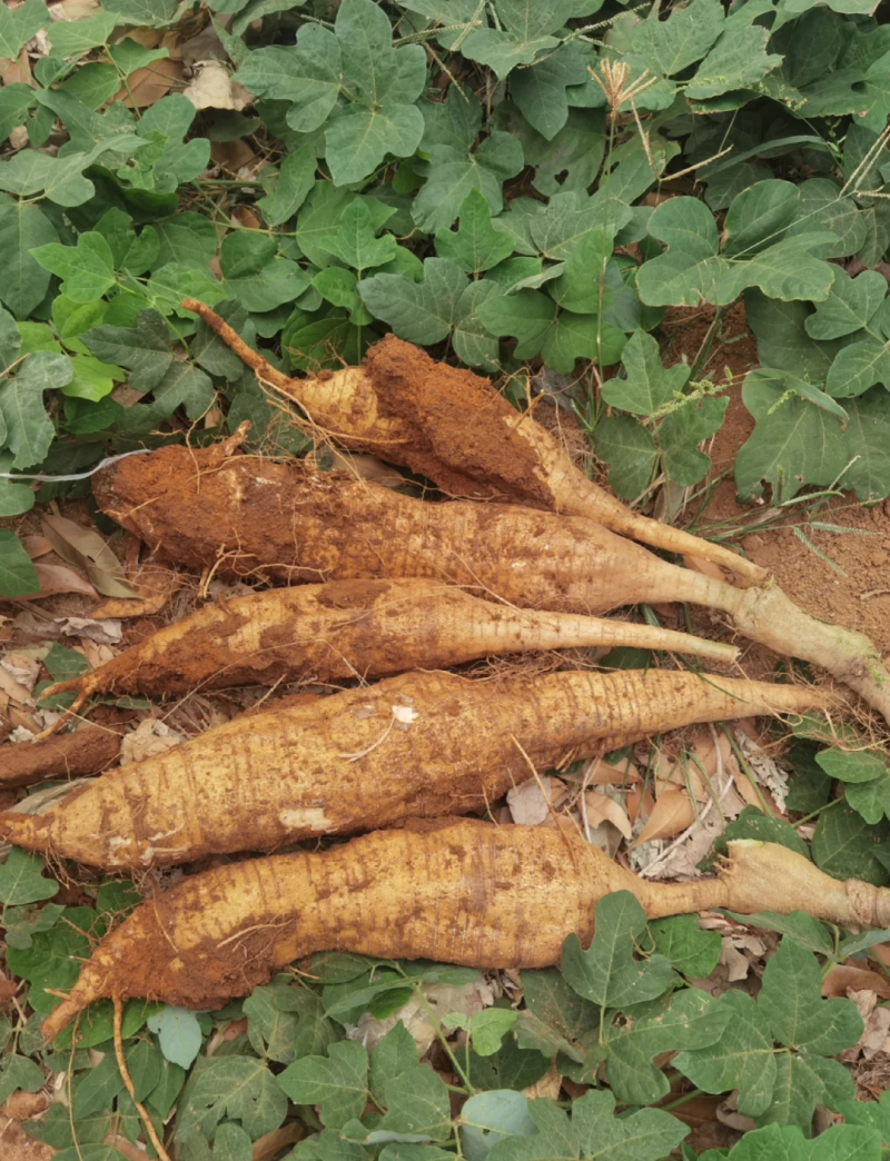 广西葛根自家种植基地量大价优保证质量