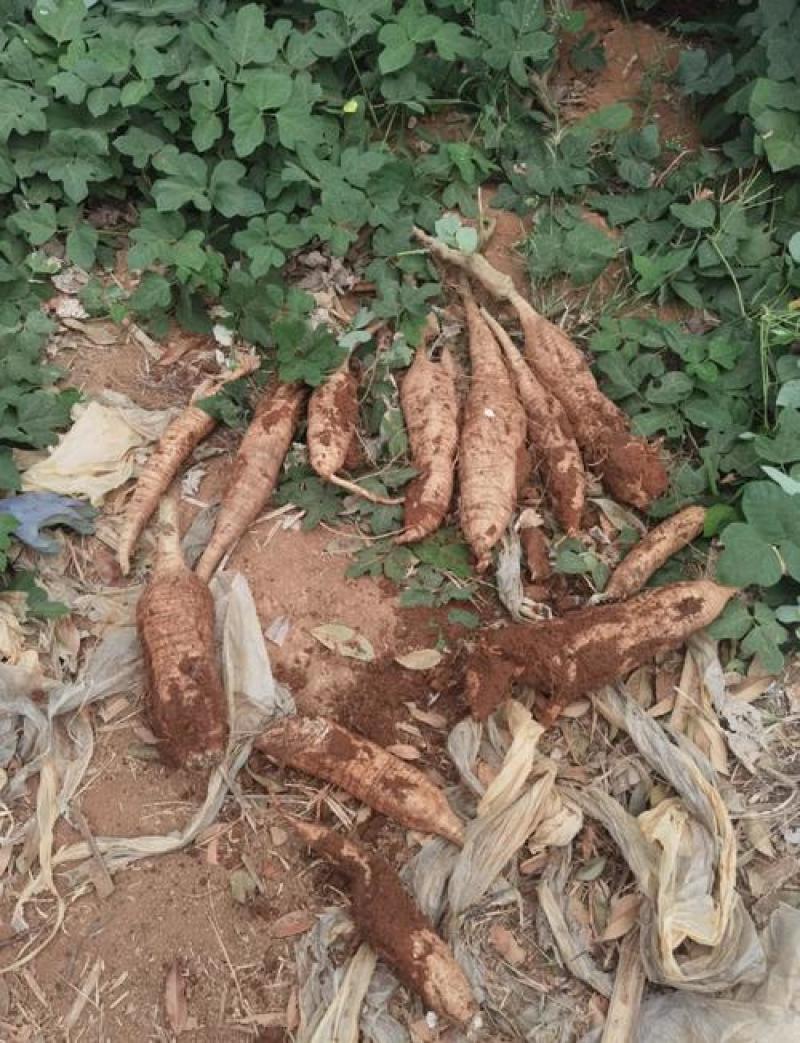 广西葛根自家种植基地量大价优保证质量