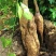 广西葛根自家种植基地量大价优保证质量