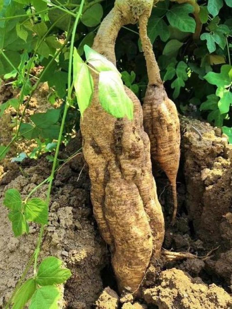 广西葛根自家种植基地量大价优保证质量
