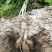 广西葛根自家种植基地量大价优保证质量