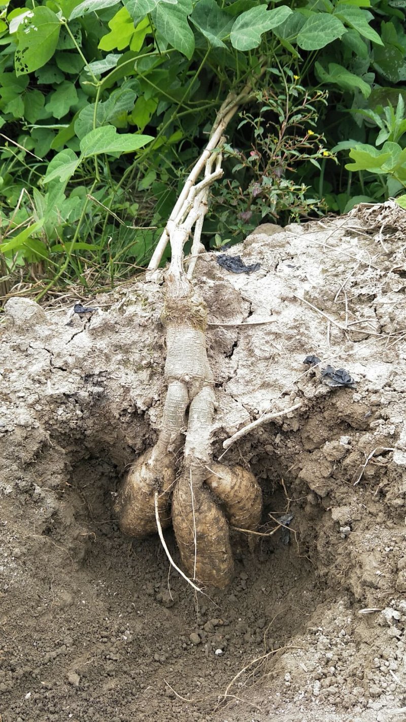 广西葛根自家种植基地量大价优保证质量