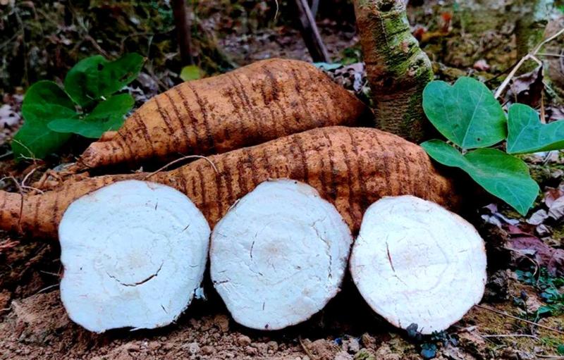 广西葛根自家种植基地量大价优保证质量