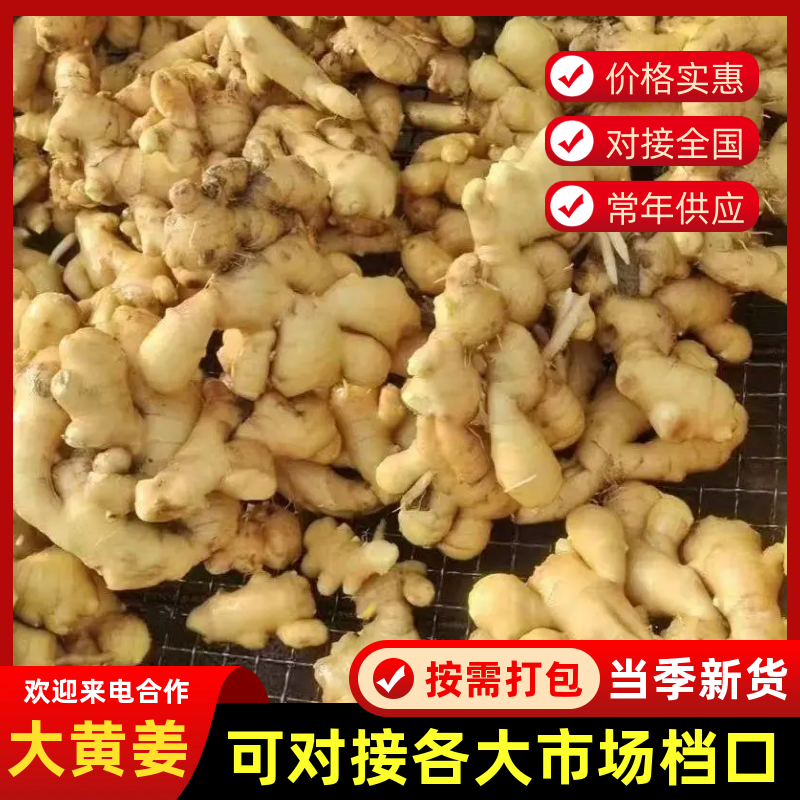 【实力】精品大黄姜全国代发/水洗姜/烘干姜/大量供应