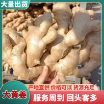 【优选】水洗大黄姜鲜姜供应代发全国量大从优规格齐