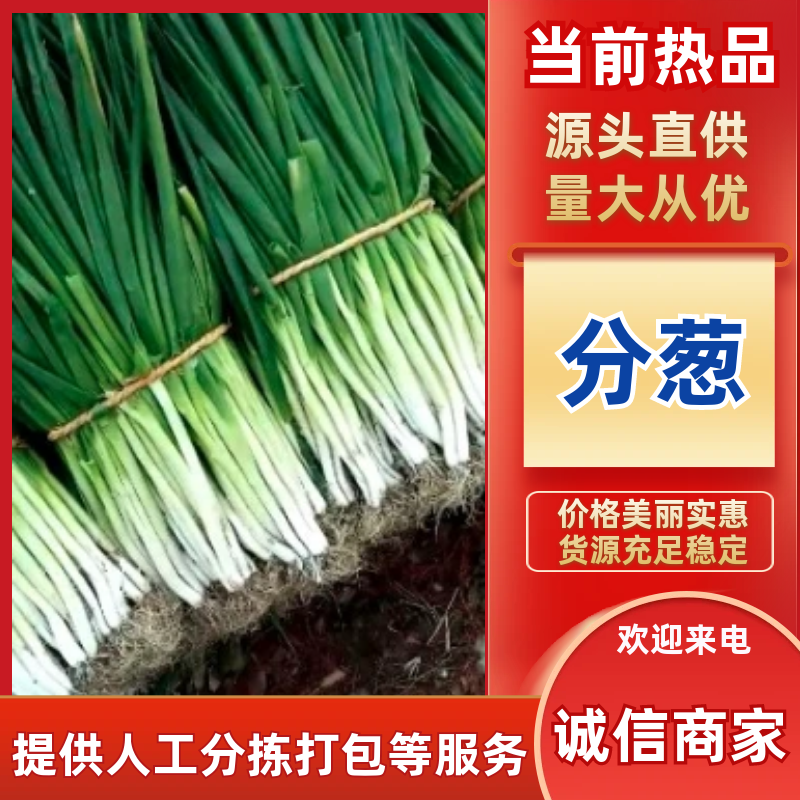 分葱大葱净葱1cm左右25cm以下