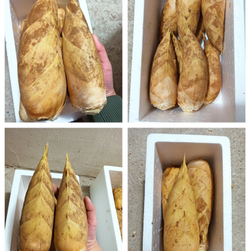 新鲜深山冬笋精品黄泥冬笋对接电商市场商超可视频