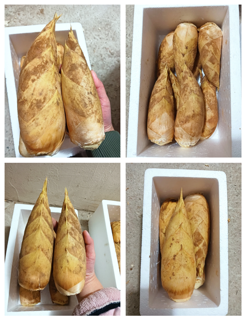新鲜深山冬笋精品黄泥冬笋对接电商市场商超可视频