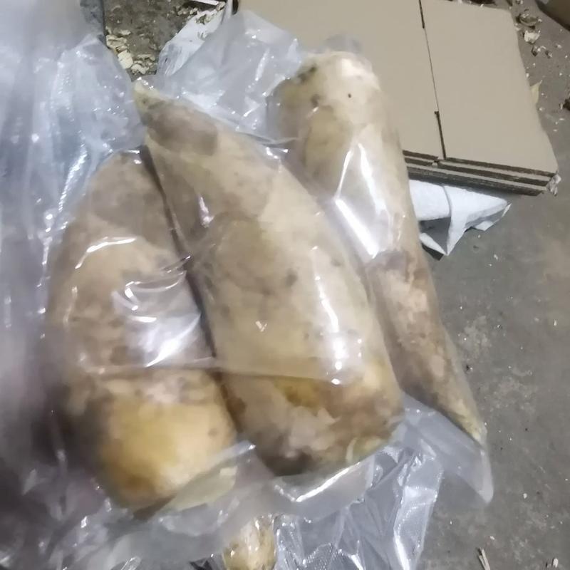 新鲜深山冬笋精品黄泥冬笋对接电商市场商超可视频