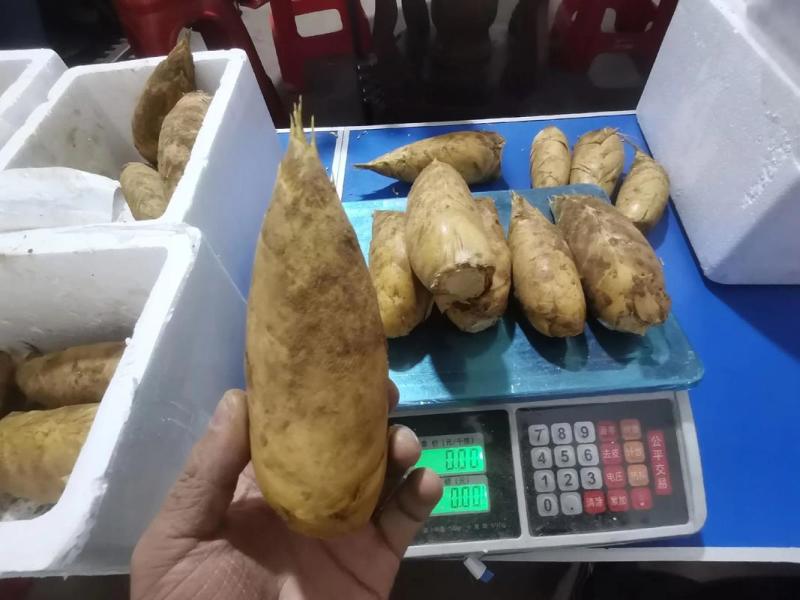 新鲜深山冬笋精品黄泥冬笋对接电商市场商超可视频