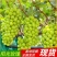 陕西阳光玫瑰常年供应基地直发规格齐全量大从优欢迎来电