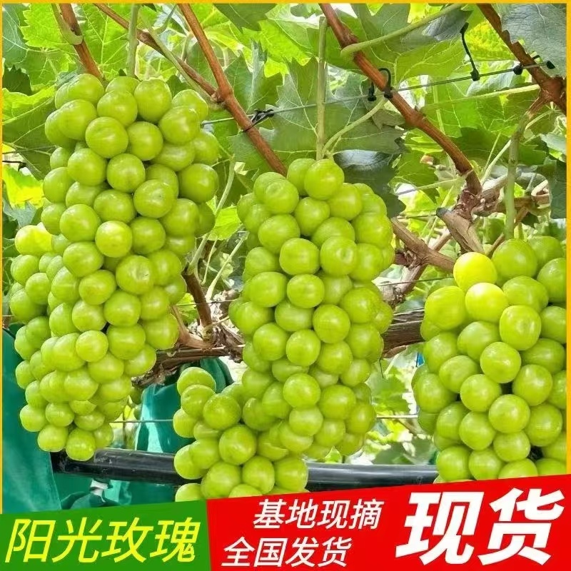 陕西阳光玫瑰常年供应基地直发规格齐全量大从优欢迎来电