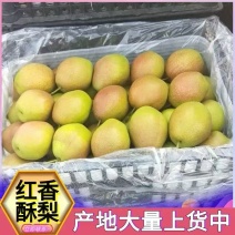陕西红香酥梨全年供应规格齐全量大从优对接市场档口商超