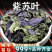 紫苏叶中药材泡水苏子叶安国中药材批发海鲜去腥香料