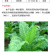鑫星50%氯溴异氰尿酸烟草病毒病霜霉病软腐病细菌真菌农