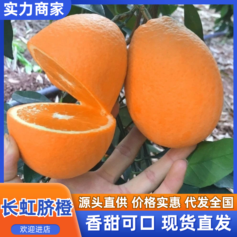 【精选】秭归长虹脐橙湖北橙子果园直采对接电商市场等