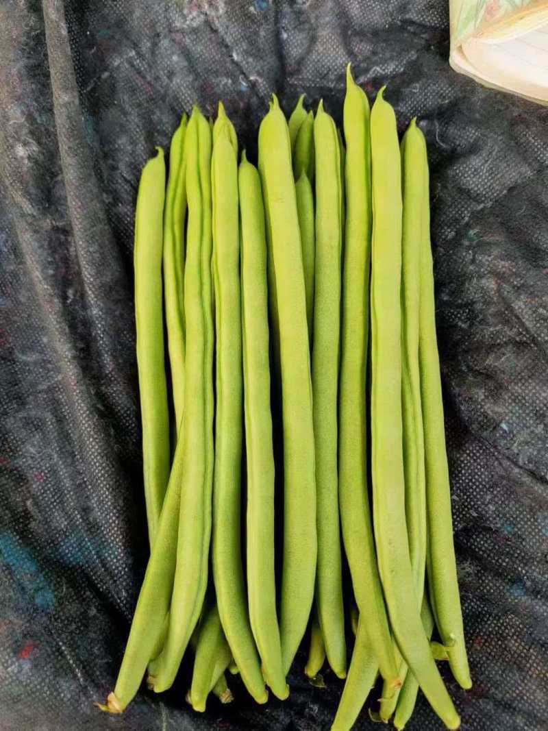 扁豆基地直发货源充足量大从优全国发货欢迎来电