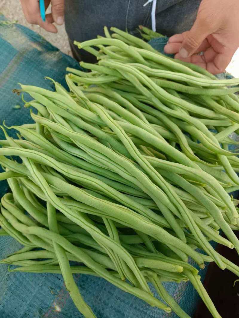 扁豆基地直发货源充足量大从优全国发货欢迎来电