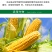 巴斯夫卫庄精甲霜灵咯菌腈种衣剂拌种剂玉米茎基腐病杀菌剂