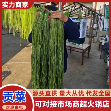 【精选贡菜】云南贡菜产地直发保质保量对接全国