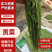 【热卖】贡菜云南大理贡菜产地直发货源充足保质保量