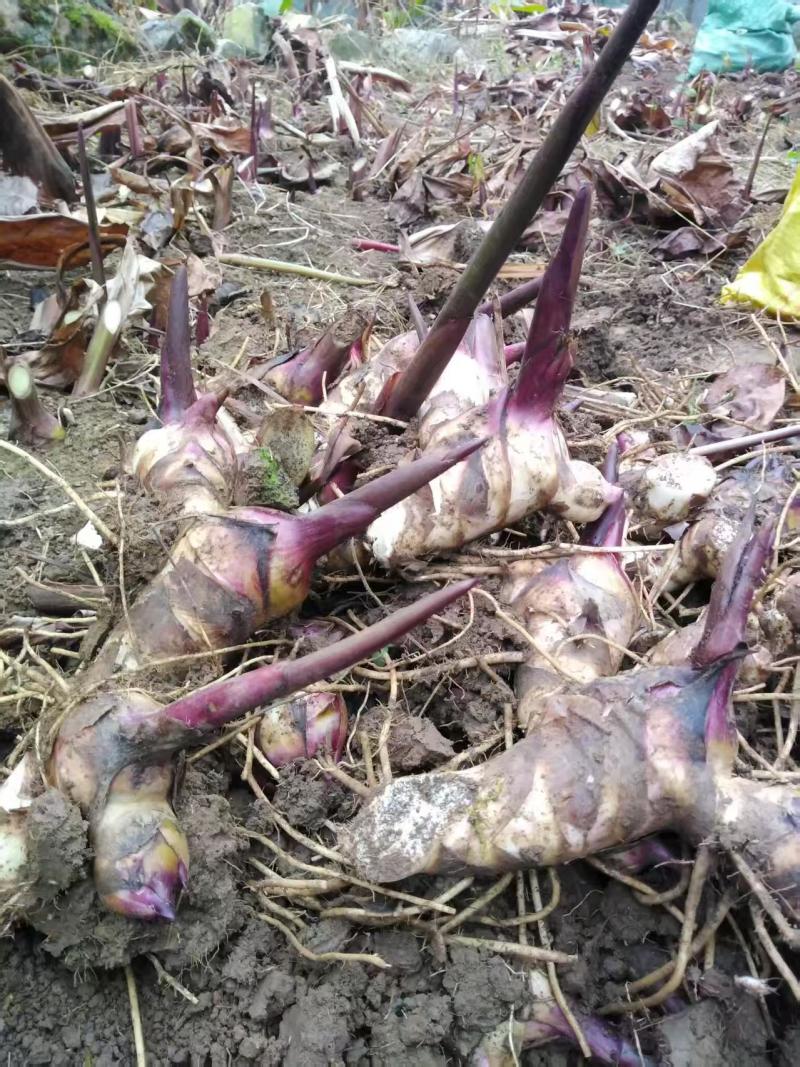 芭蕉芋大量有货现挖现发品质优可视频看货欢迎咨询来电