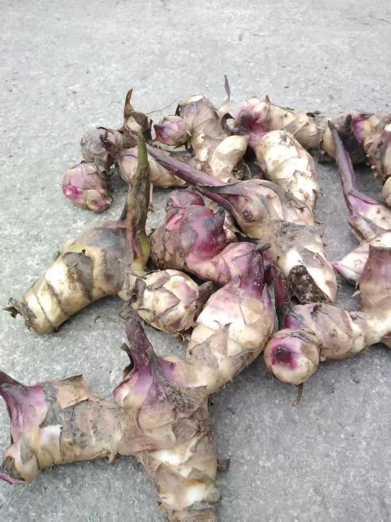 芭蕉芋大量有货现挖现发品质优可视频看货欢迎咨询来电