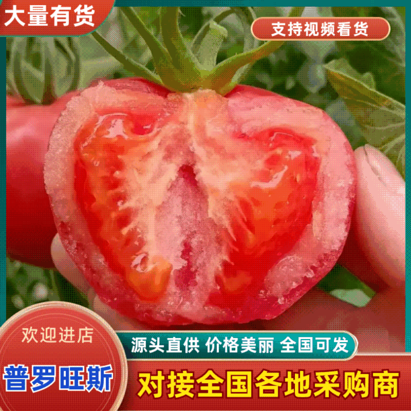 陕西普罗旺斯水果西红柿大量供应中规格齐全品质好对接市场