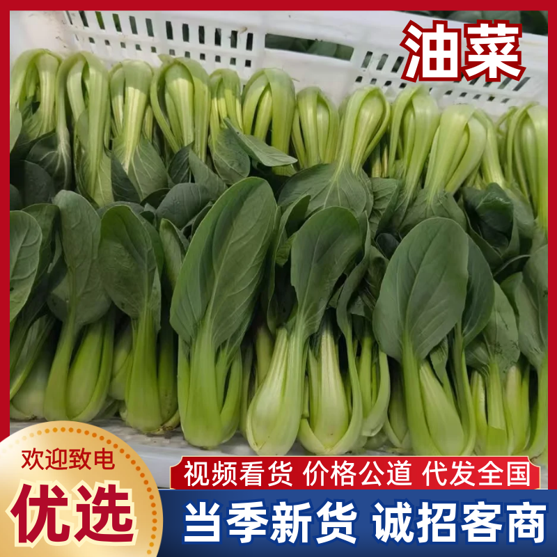 常年供应上海青