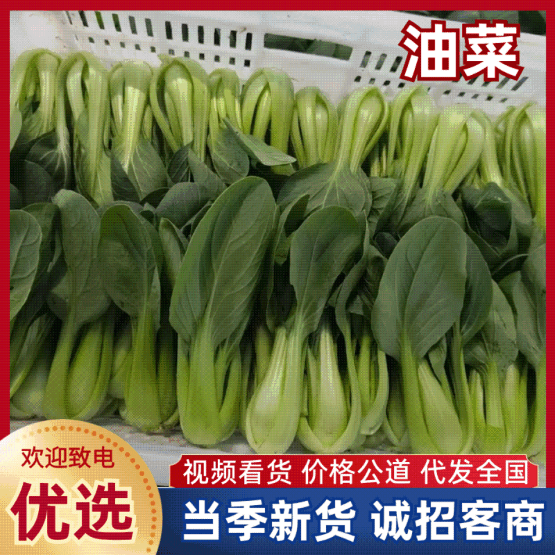 常年供应上海青