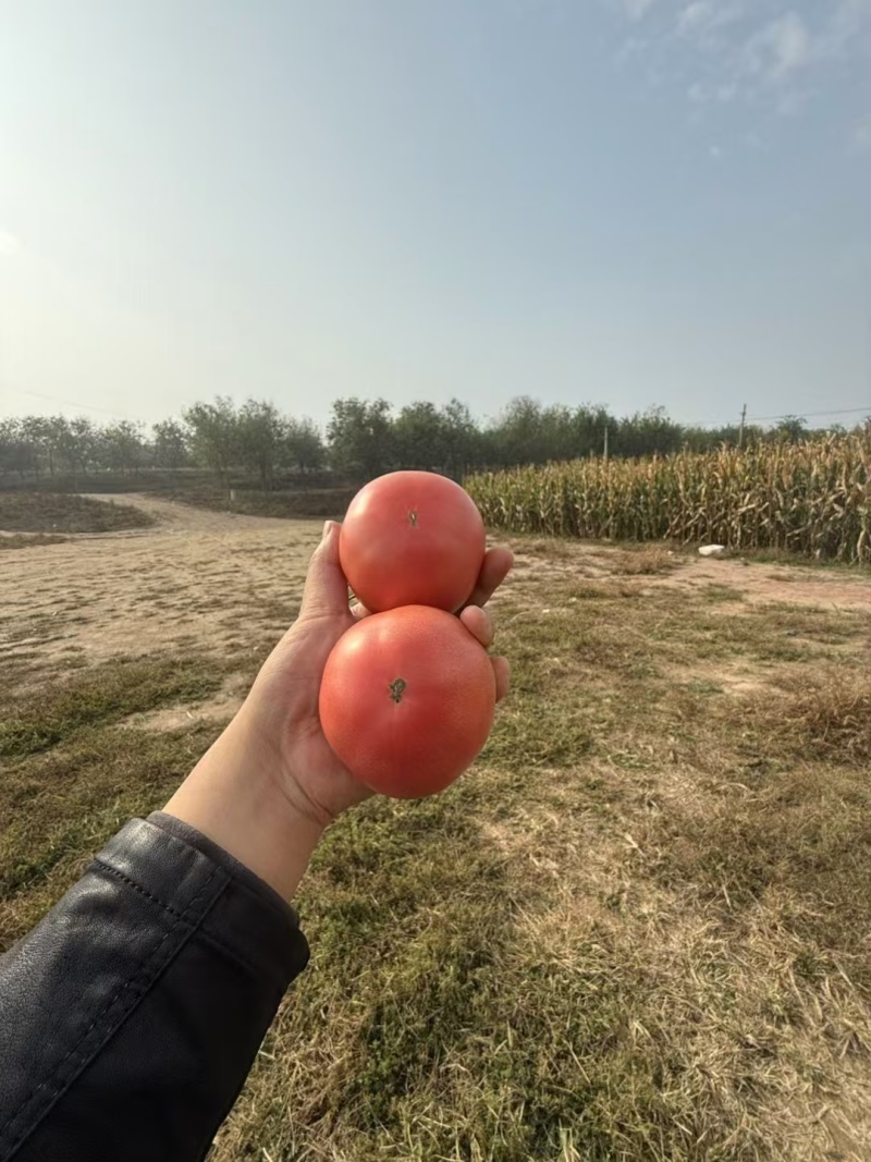 精品普罗旺斯水果西红柿一件代发包邮坏果包赔欢迎下单订购