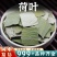 荷叶中药材批发新鲜荷叶片荷叶干荷叶粒安国中药材批发