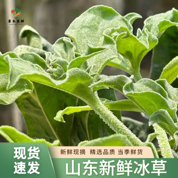 【寿光冰草】冰草冰菜产地直出当季即食全国供应一件代发