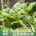 【寿光冰草】冰草冰菜产地直出当季即食全国供应一件代发