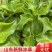 【寿光冰草】冰草冰菜产地直出当季即食全国供应一件代发