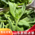 【寿光冰草】冰草冰菜产地直出当季即食全国供应一件代发