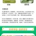 巴斯夫英威双丙环虫脂辣椒蔬菜果树烟粉虱蚜虫农药杀虫