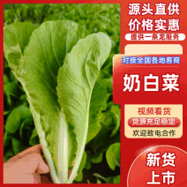 青岛新鲜奶白菜，大量上市，品质保障，欢迎咨询