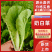 青岛新鲜奶白菜，大量上市，品质保障，欢迎咨询