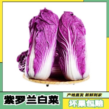【寿光紫白菜】紫白菜花青素农家种植全国供应一件代发