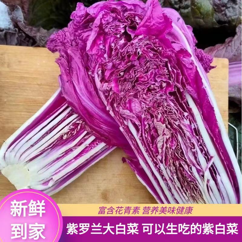【寿光紫白菜】紫白菜花青素农家种植全国供应一件代发