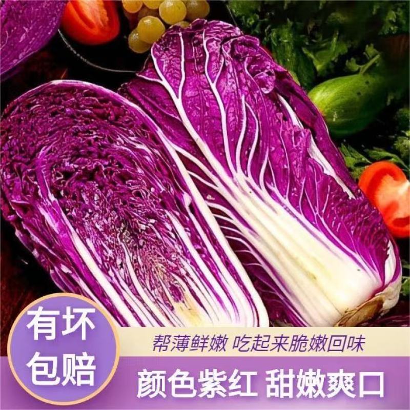 【寿光紫白菜】紫白菜花青素农家种植全国供应一件代发