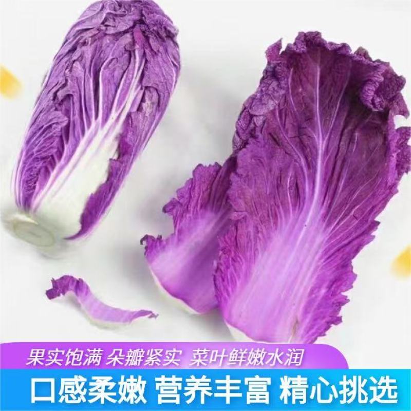 【寿光紫白菜】紫白菜花青素农家种植全国供应一件代发